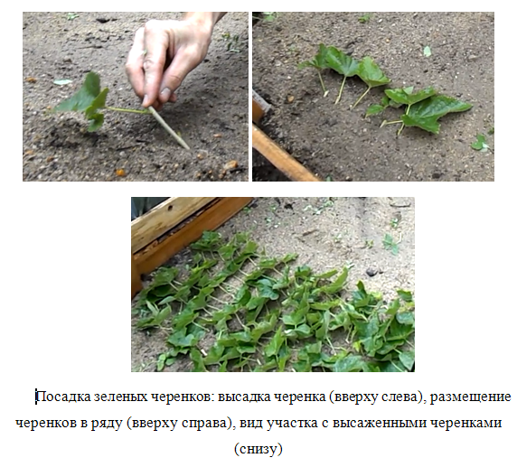 Зеленое черенкования: простой алгоритм размножения дачных растений летом | огородники