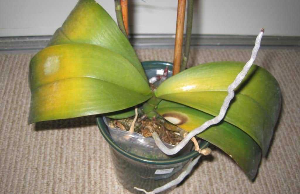 Как избавиться от белых мохнатых жучков на орхидеях