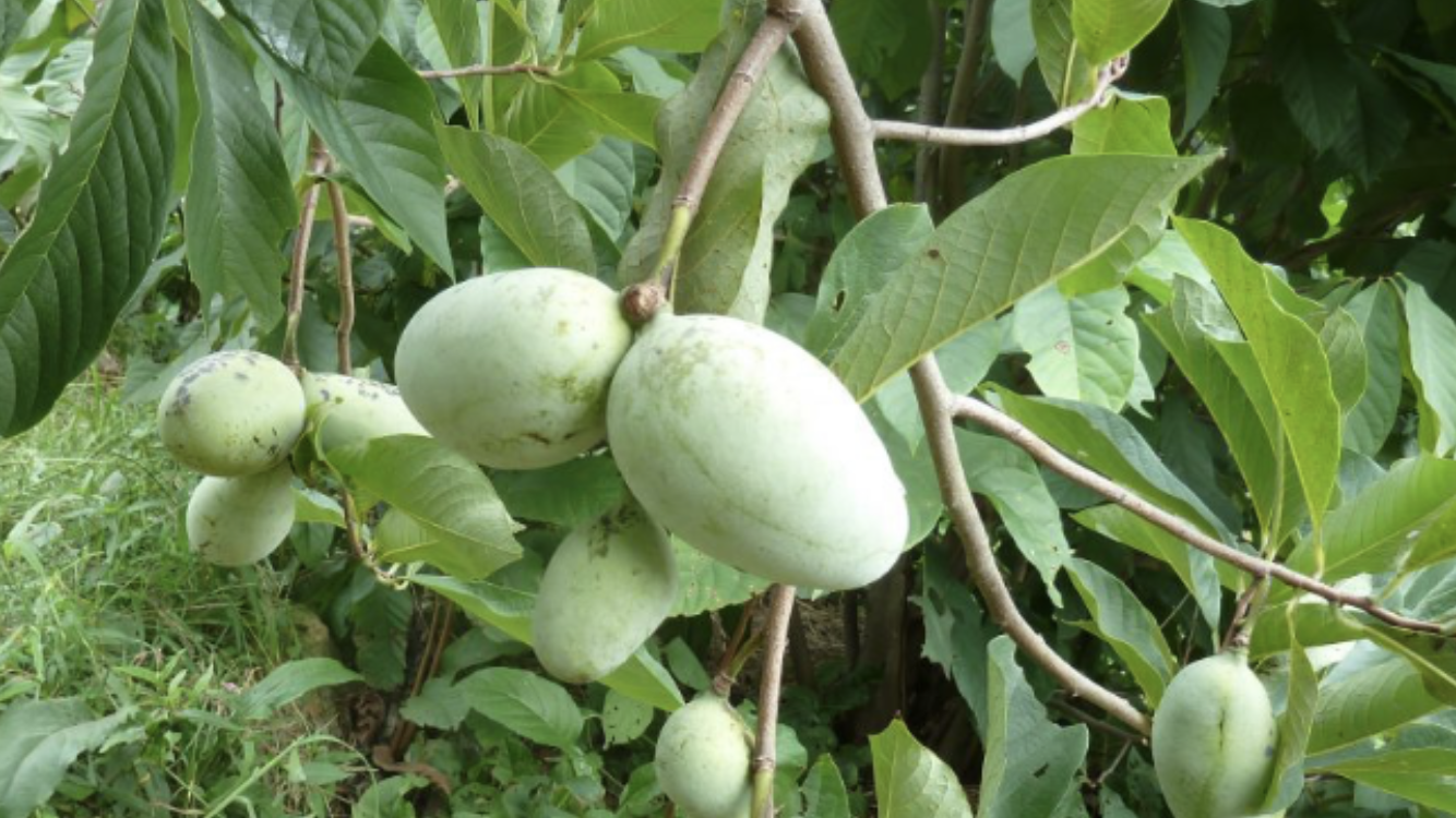 Азимина трехлопастная выращивание в открытом грунте уход за азиминой в саду полезные свойства бананового дерева