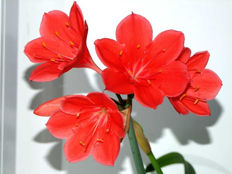 Цветок кливия: описание и виды, уход в домашних условиях, размножение семенами и боковыми побегами