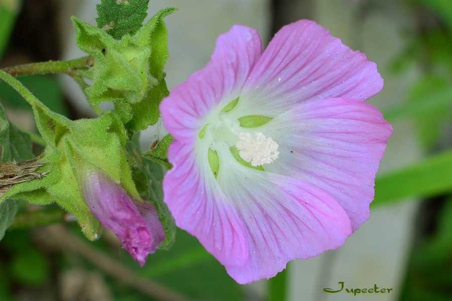 Мальва цветок - описание, виды, фото, выращивание и посадка