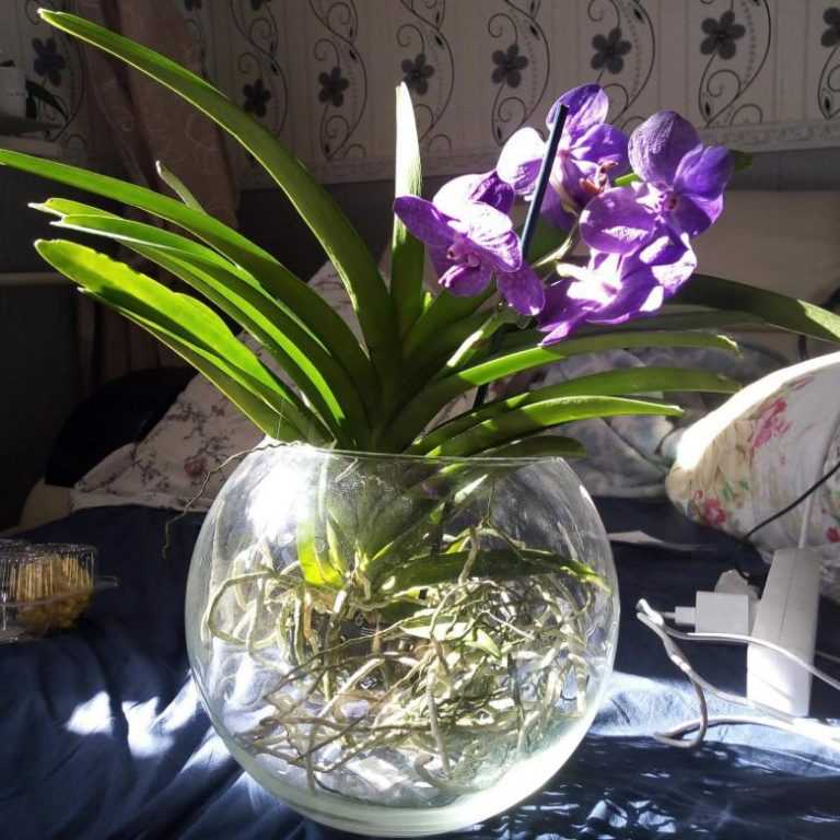 Ванда: как грамотно ухаживать за цветком дома, популярные виды с синими и фиолетовыми орхидеями, а также можно ли выращивать в стекле сорта гибридов микс