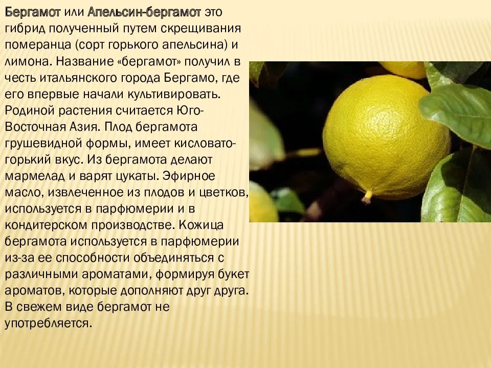 Комнатный лимон: посадка и уход