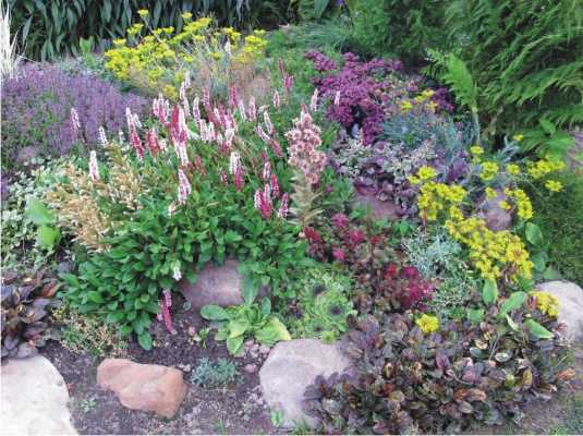 Пурпурный уголок в саду: пурпурнолистные растения, пурпурные цветы - журнал "ландшафт. коттедж. интерьер"