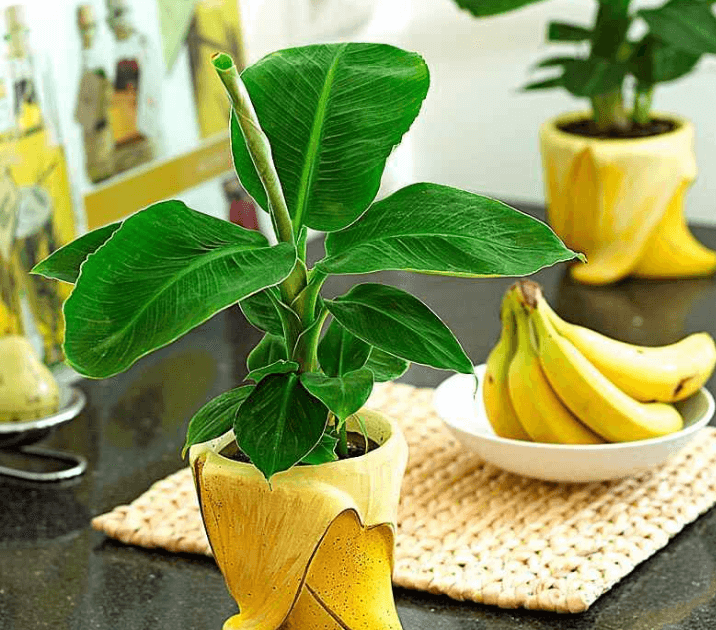 Банан японский: выращивание дома и  его сорта | огородники
