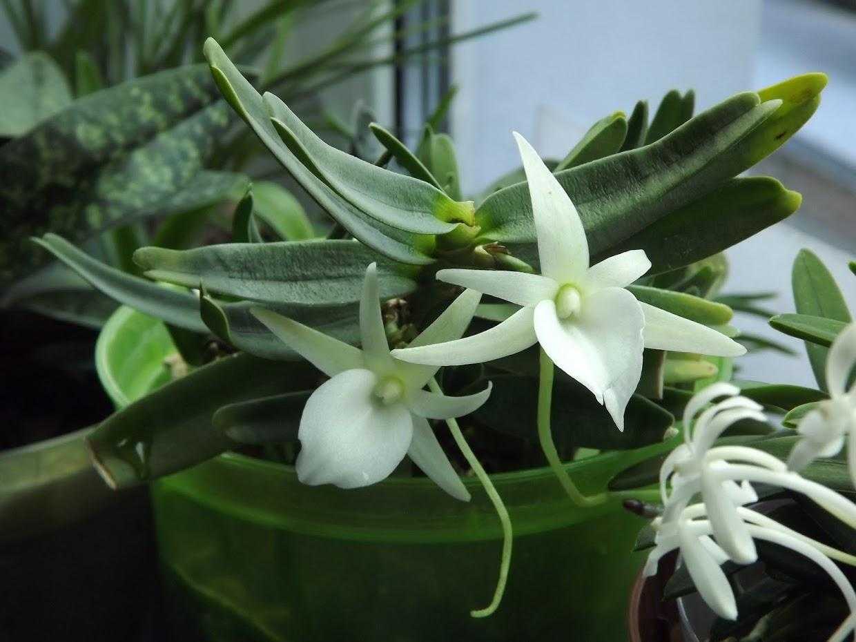 Ангрекум - уход, размножение орхидеи angraecum