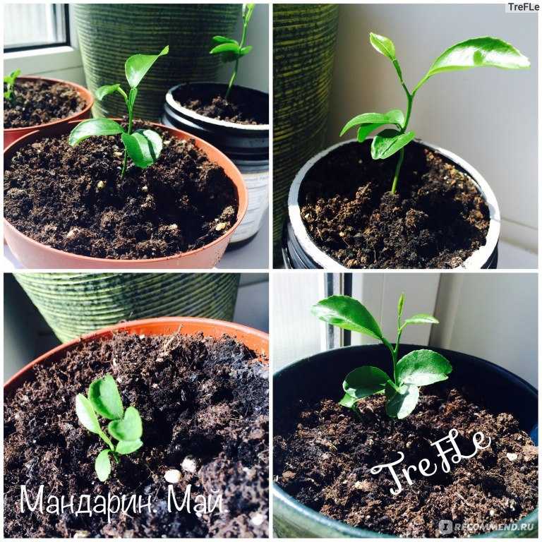 Комнатный мандарин: уход и выращивание в домашних условиях