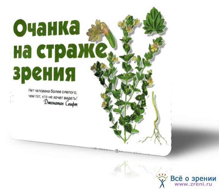 Кожеед норичниковый | справочник по защите растений — agroxxi