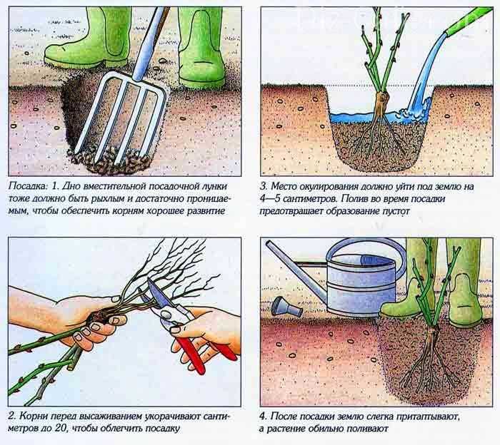 Как посадить дуб в домашних условиях