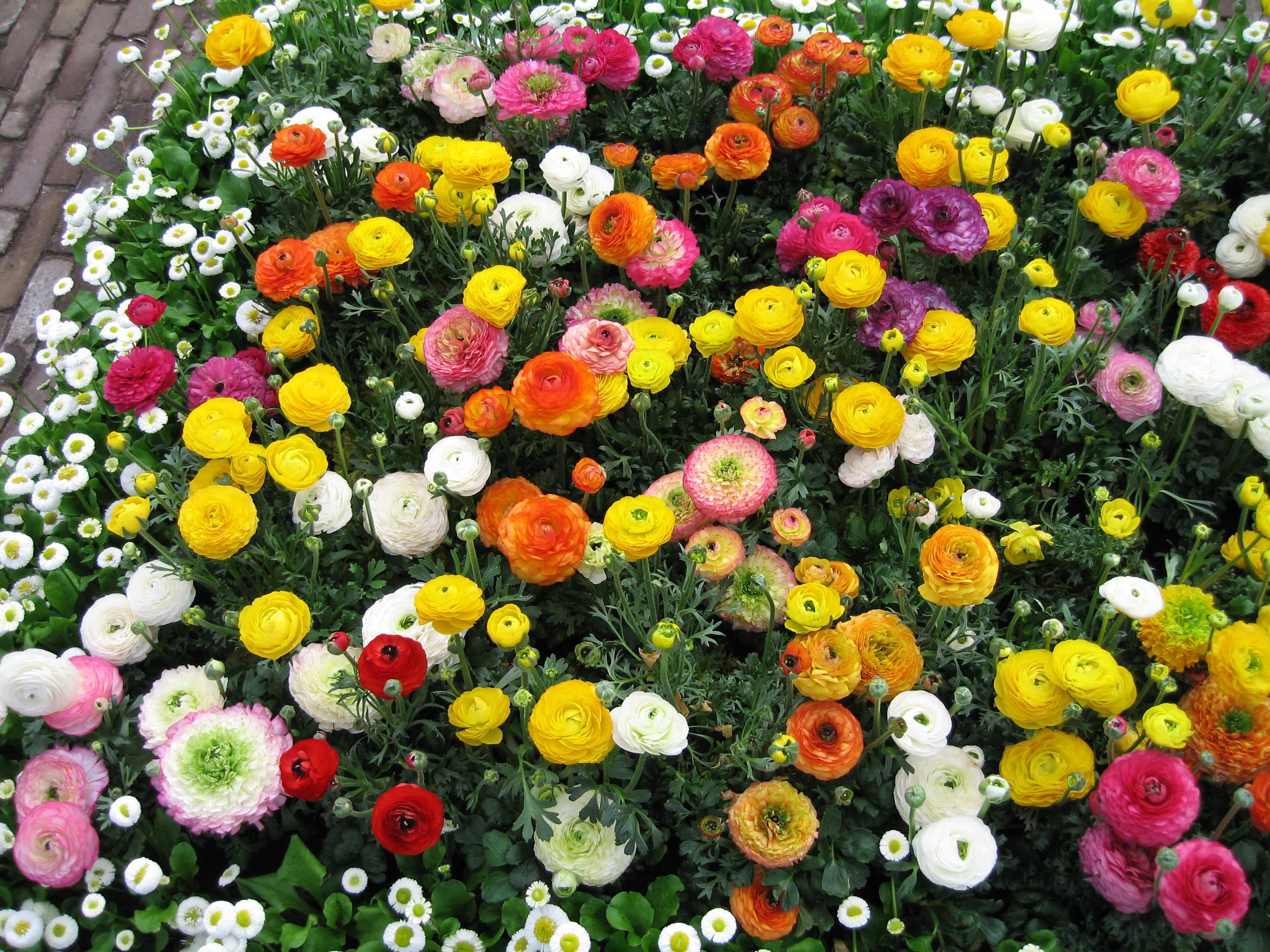 Лютик водяной краткое описание. водный лютик или ранункулус инундатус (ranunculus inundatus). описание и происхождение
