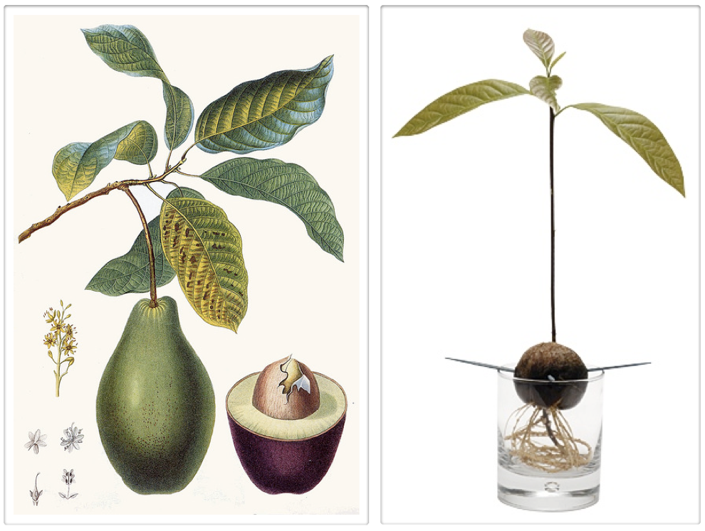 Выращивание авокадо из косточки в домашних условиях и в открытом грунте: подробные инструкции и рекомендации