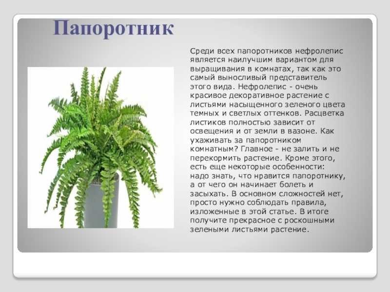 Папоротник-эпифит флебодиум: сорта и виды удивительного растение | огородники