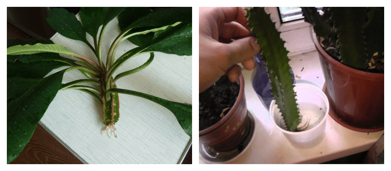 Молочай беложилковый – идеально растение для начинающего цветовода