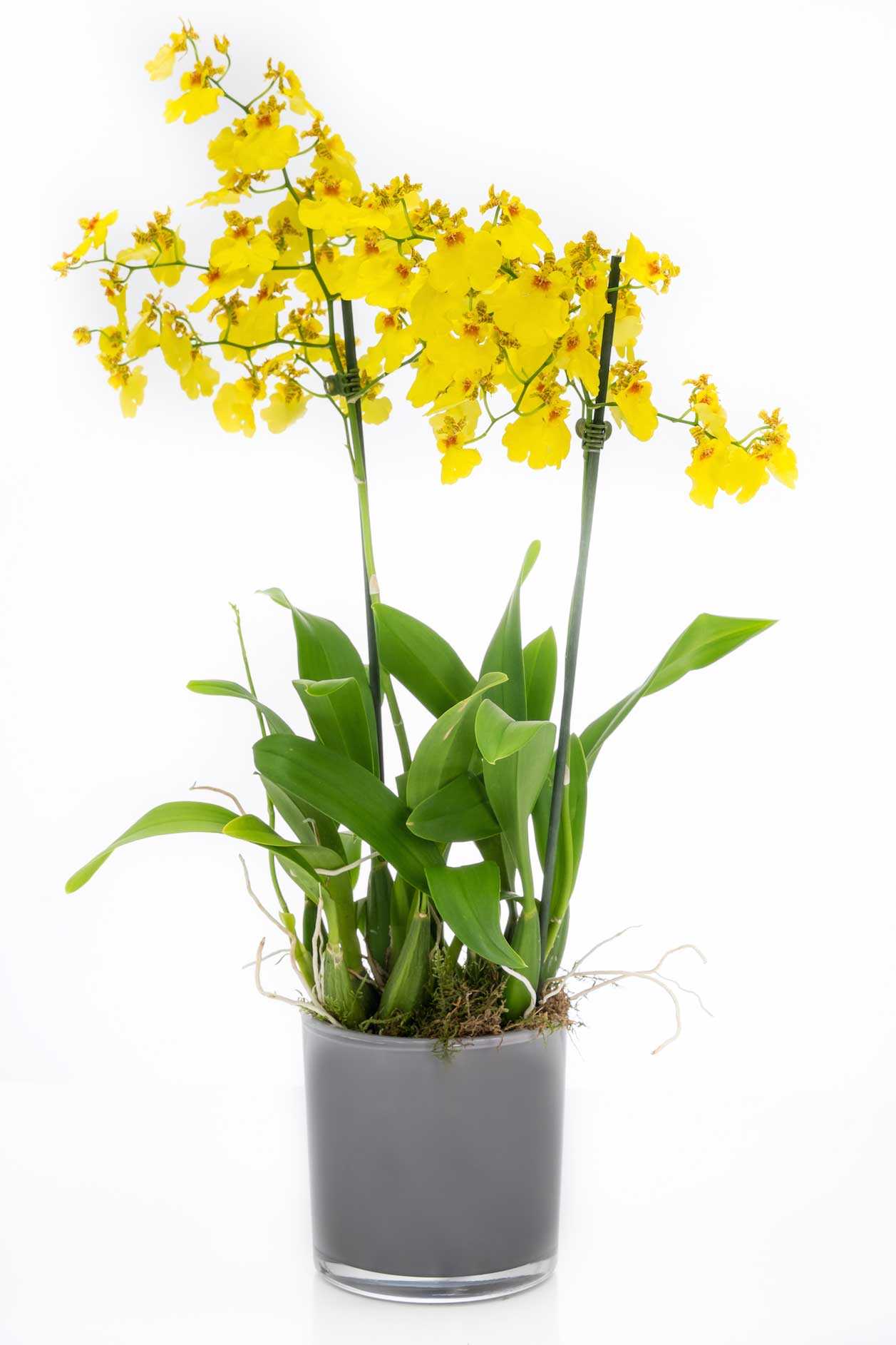 Хрупкая орхидея онцидиум: описание сорта и уход в домашних условиях