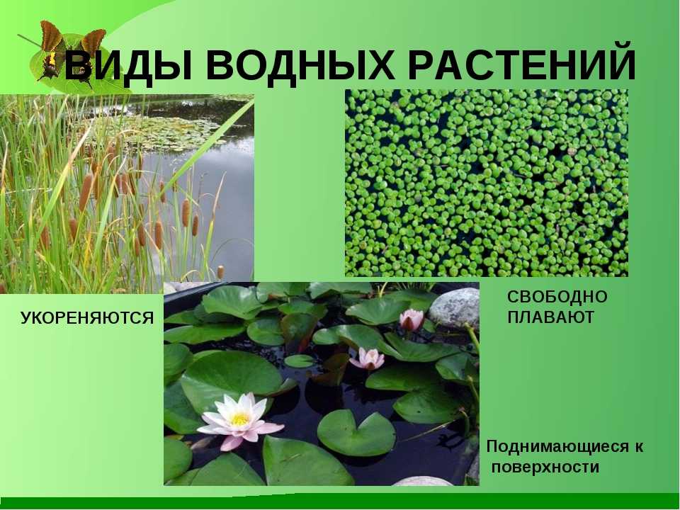 Водные названия. Виды водных растений. Водные растения названия. Растения гидрофиты. Водные растения описание.