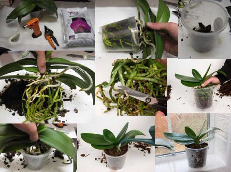Уход за орхидеей фаленопсис в домашних условиях: где лучше ставить растение в горшке, что делать с больными и крашенными цветами - фото и видео процесса