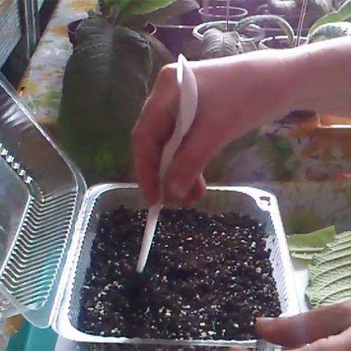 Выращивание стрептокарпусов в домашних условиях, уход, размножение