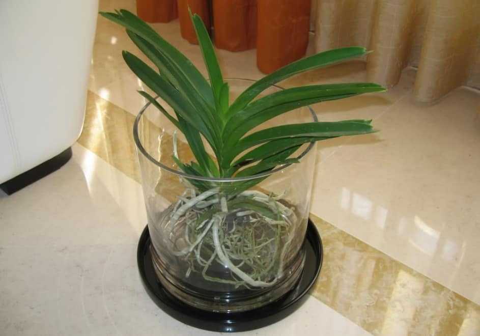 Орхидея ванда: уход в домашних условиях, пересадка, размножение, фото