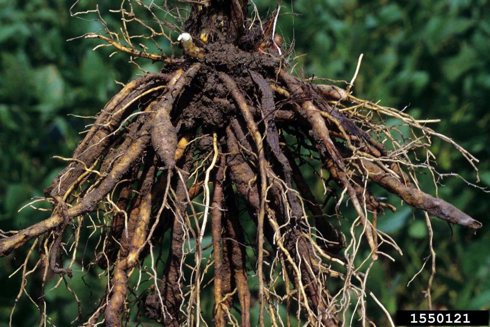 Особенности строения корня и основные типы корневых систем растений