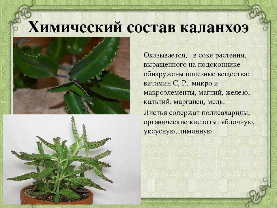 Комнатное растение каланхоэ: фото и описание, чем полезен цветок, уход, размножение в домашних условиях