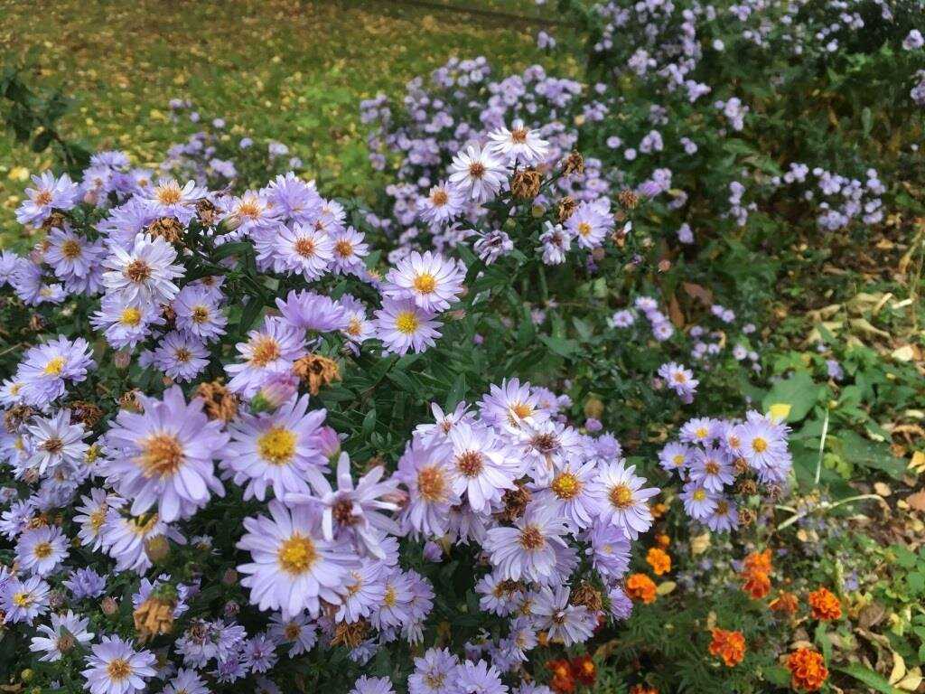 Цветы "сентябринки": размножение, посадка и уход + фото