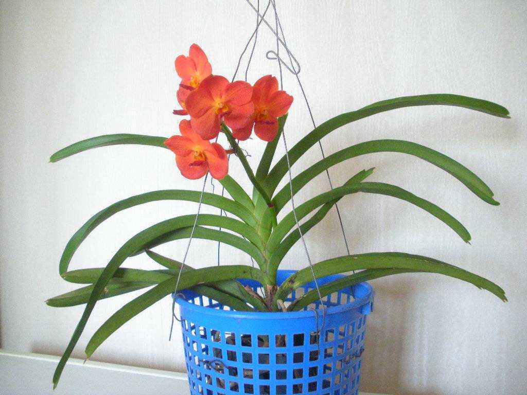 Орхидея уход в домашних условиях размножение, пересадка, обрезка