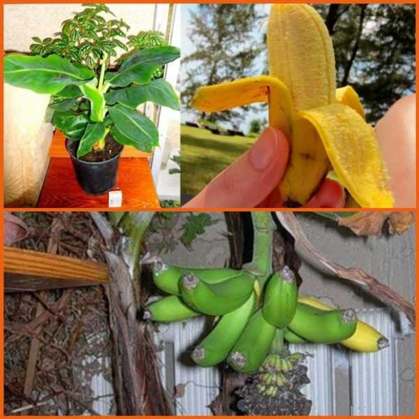 Банан декоративный пигмей: уход, выращивание из семян selo.guru — интернет портал о сельском хозяйстве