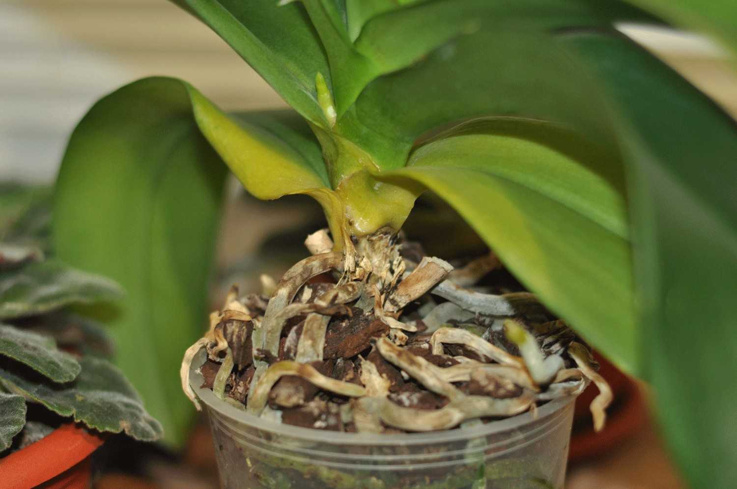 Вредители орхидей фаленопсис и их лечение с фото