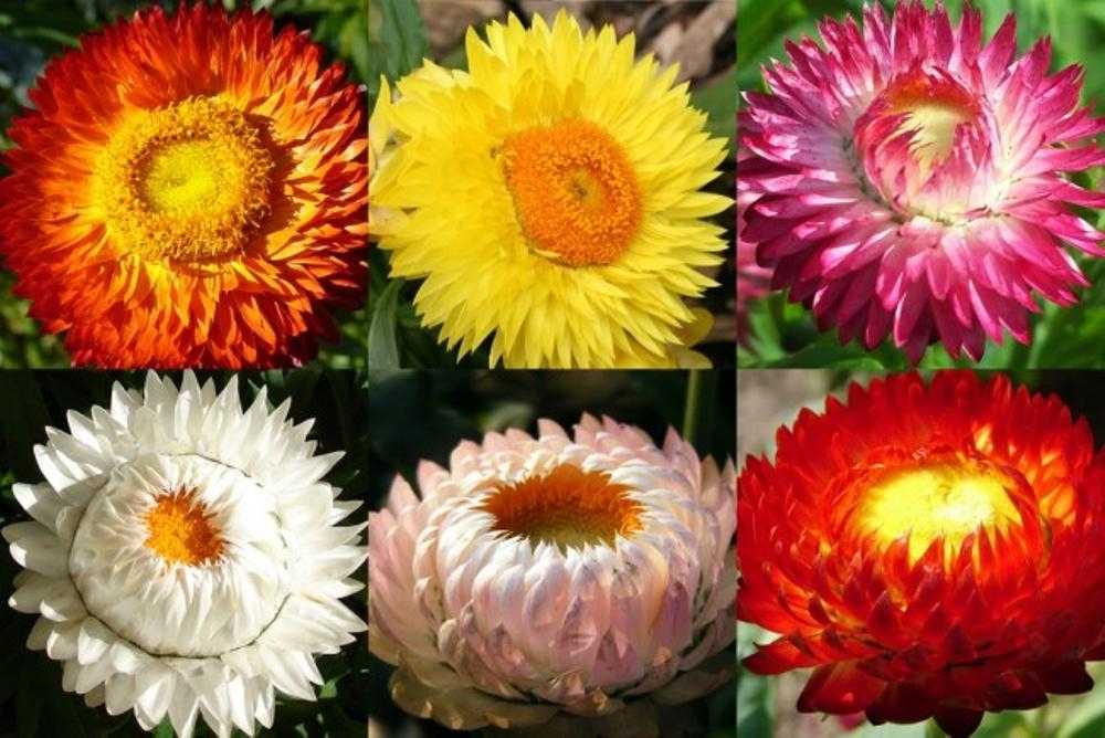 Гелихризум: фото цветов на клумбе, многолетнего, махрового, черешкового, серебристого, маргариткоцветкового, ампельного, сорта розовый фарфор, отзывы