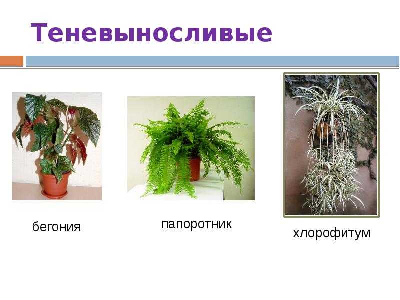 Комнатные растения для темных помещений: неприхотливые растения для темных комнат