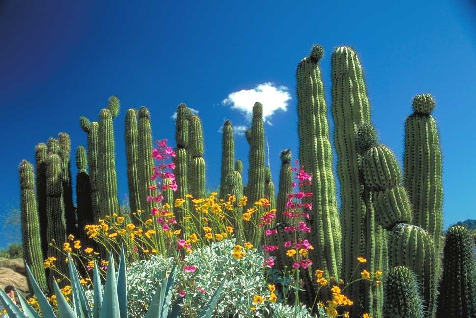 Фото прерий северной америки с кактусами