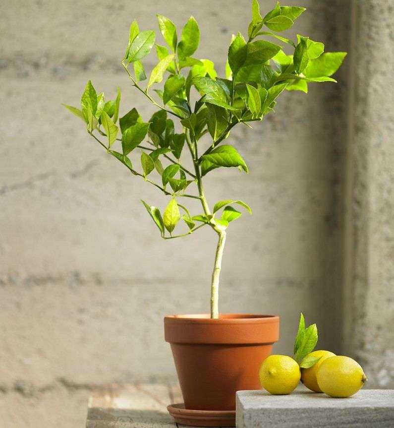 Комнатный лимон – как посадить и правильно ухаживать
