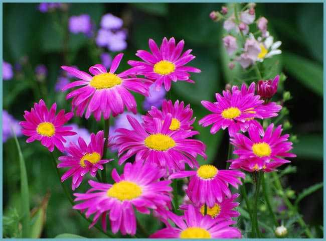 Цветок пиретрум: особенности выращивания в саду, виды, фото, уход