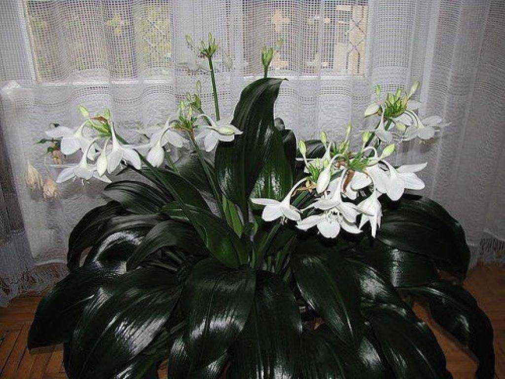 Об амазонской лилии: почему не цветет, уход, пересадка в домашних условиях