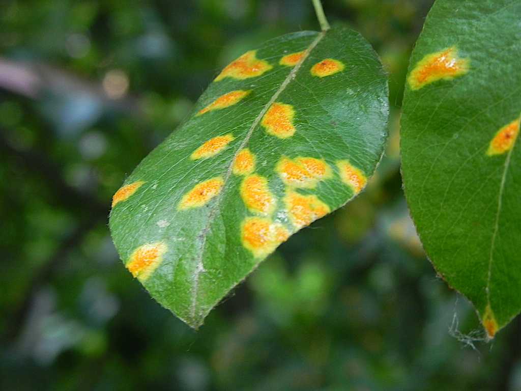 Листья мандарина чернеют и сохнут-помогите определить причину и правильный уход mm-ewm.ru