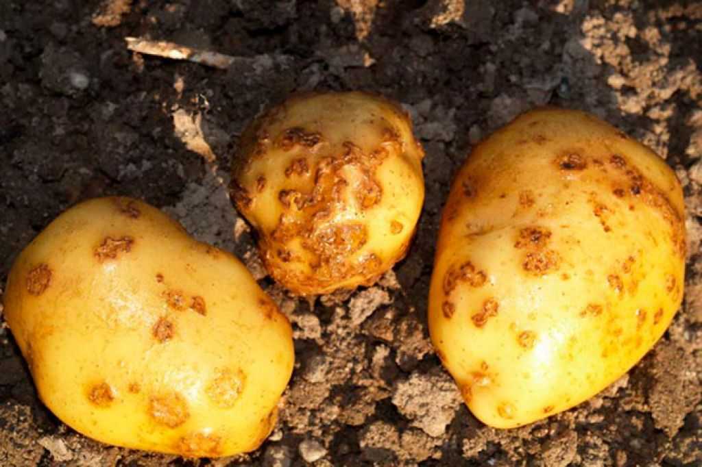 Описание, признаки и лечение нематоды картофеля, как бороться с болезнью
