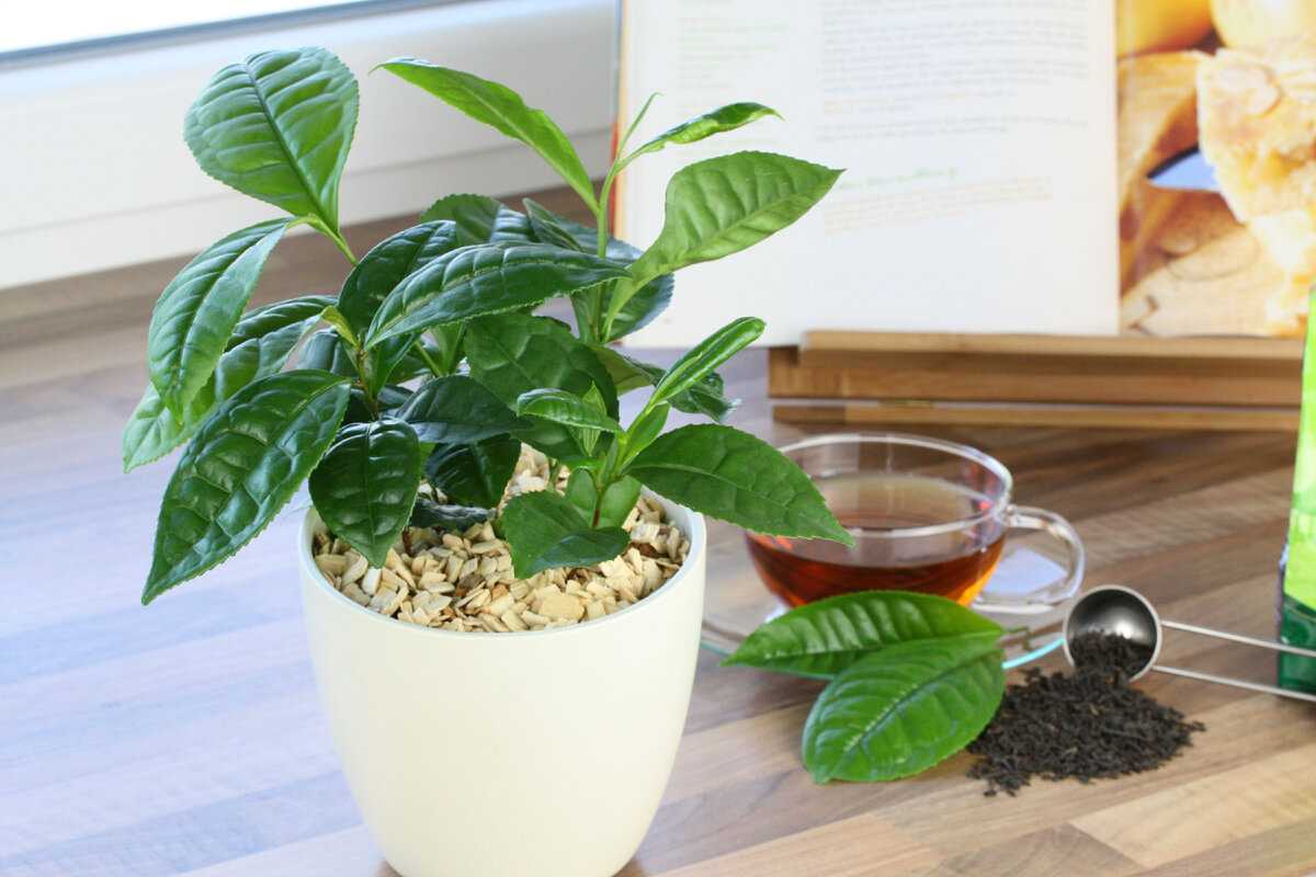 Что такое чайное дерево? | растения | школажизни.ру