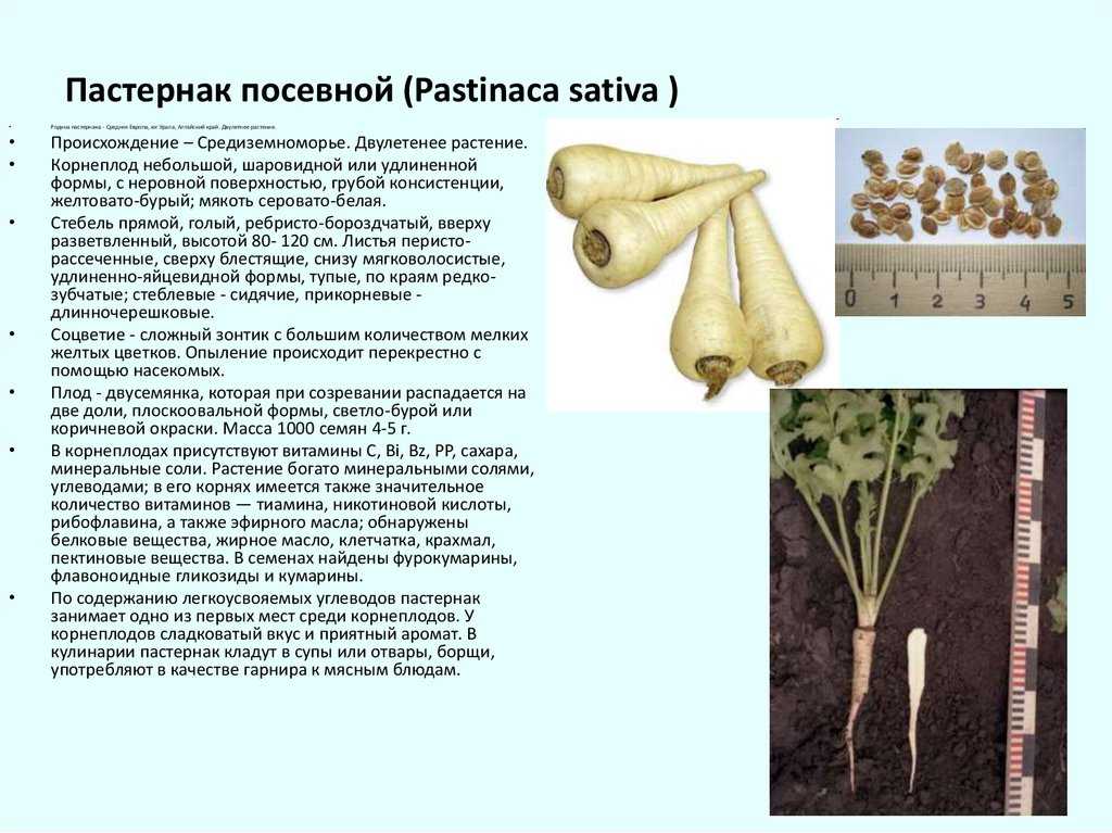 Пастернак посевной: особенности выращивания и сорта — floraprice.ru