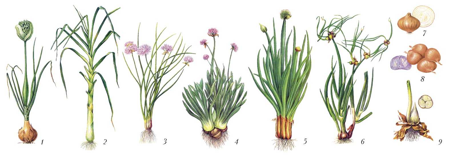 Выращивание лука батуна — floraprice.ru