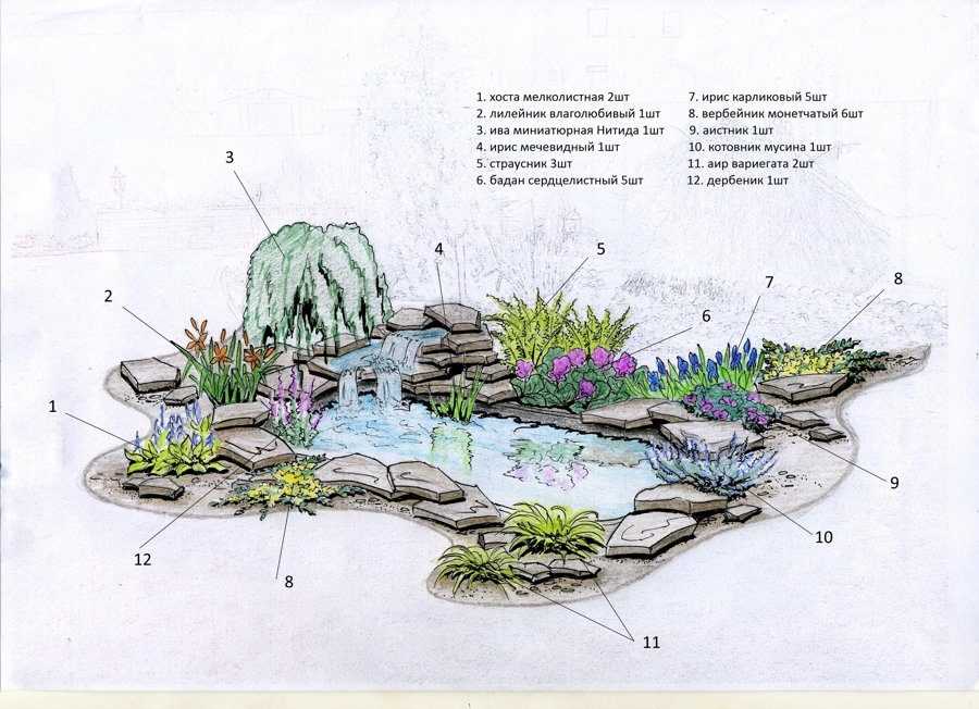 Какие растения посадить на даче в пруду и на берегу: названия с фото