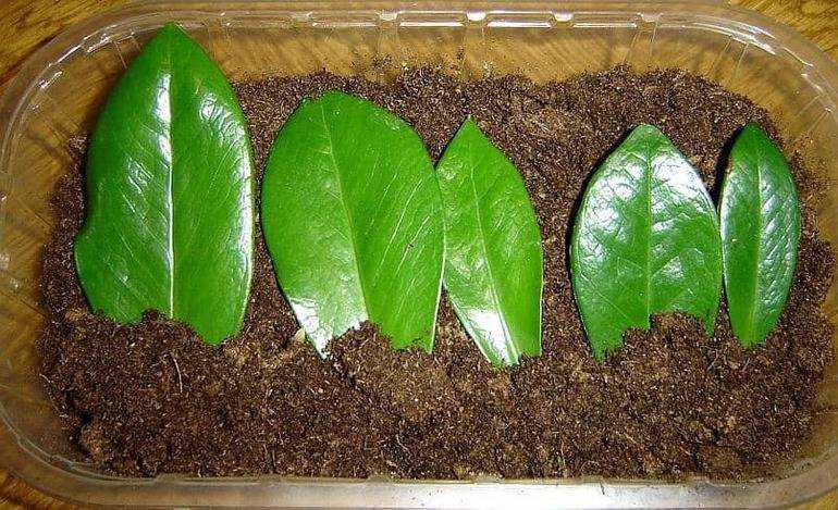Замиокулькас - размножение листом, черенками, клубнем, веткой