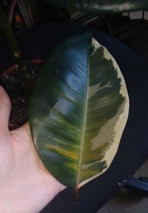 Размножение фикуса листом — способ укоренения, уход за листиком и молодым ростком