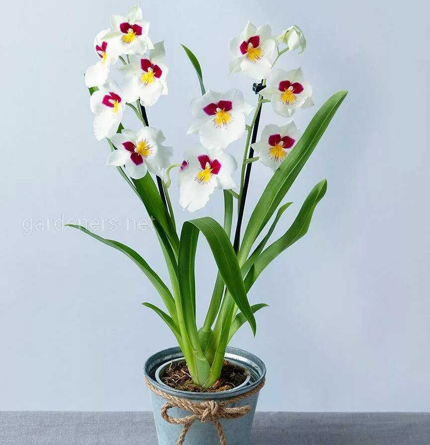 Мильтония - уход в домашних условиях: грунт и горшок для орхидеи miltonia, советы по пересадке после покупки, как ухаживать, нарастить корни и почему не цветет?