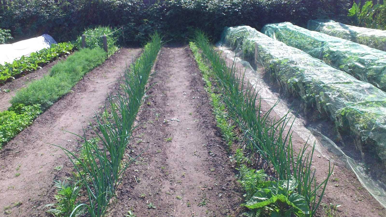 Метод посадки по митлайдеру расстояние между растениями. как обустроить огород по митлайдеру и вырастить по-настоящему богатырские овощи