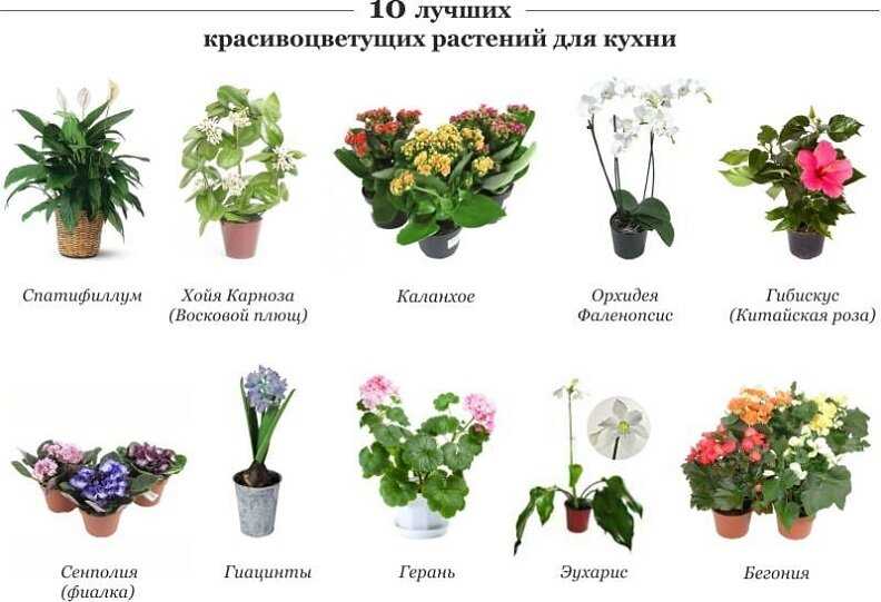 Декоративно-лиственные комнатные растения – каталог с фото и описаниями