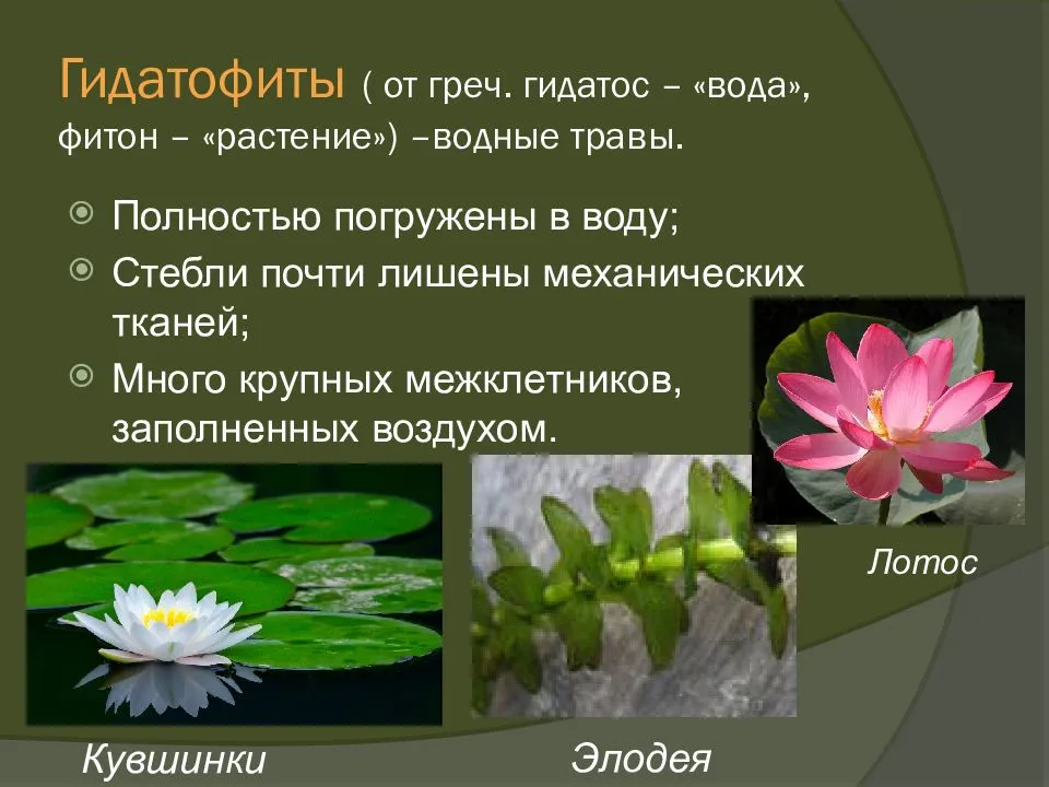 News4auto: водные растения: виды, описание, названия |