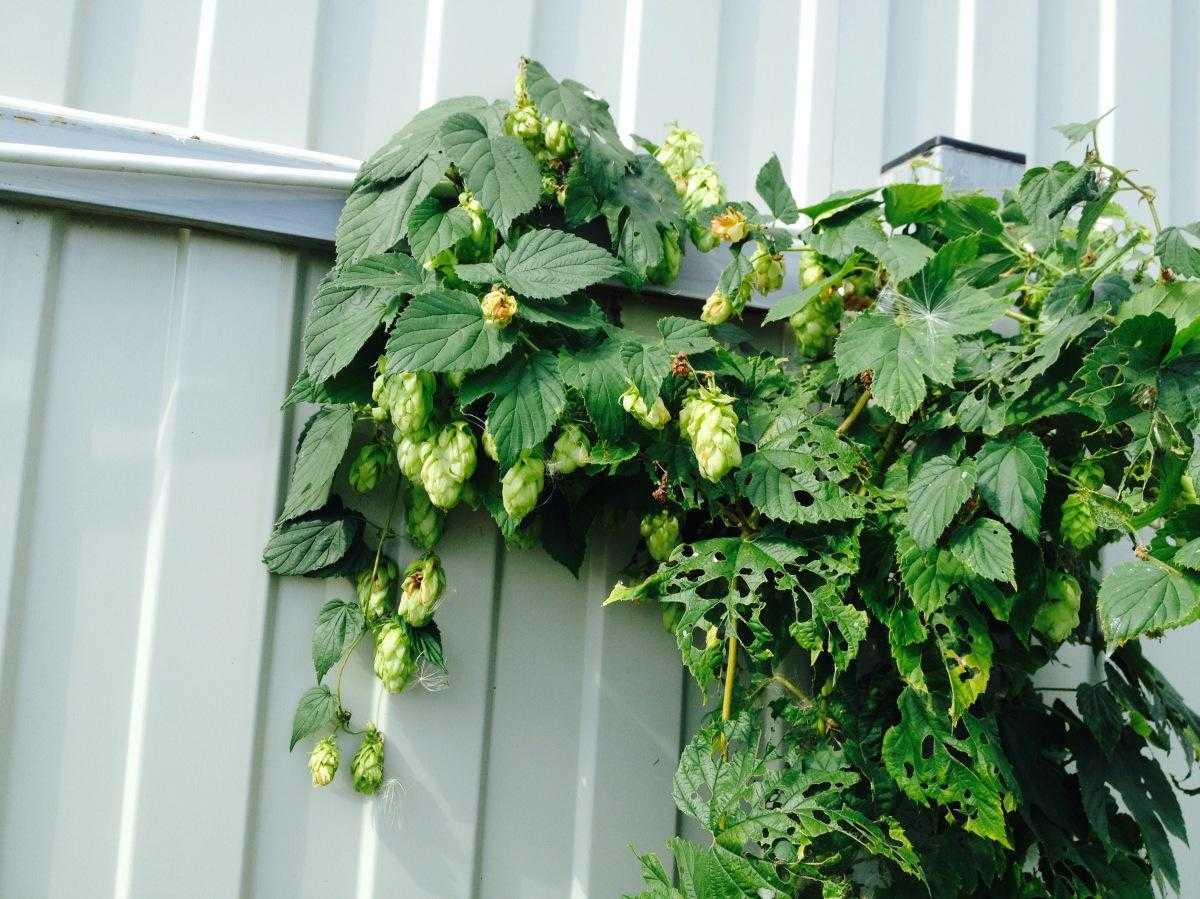 Как вырастить хмель на даче – создание декоративной изгороди с ароматными шишками