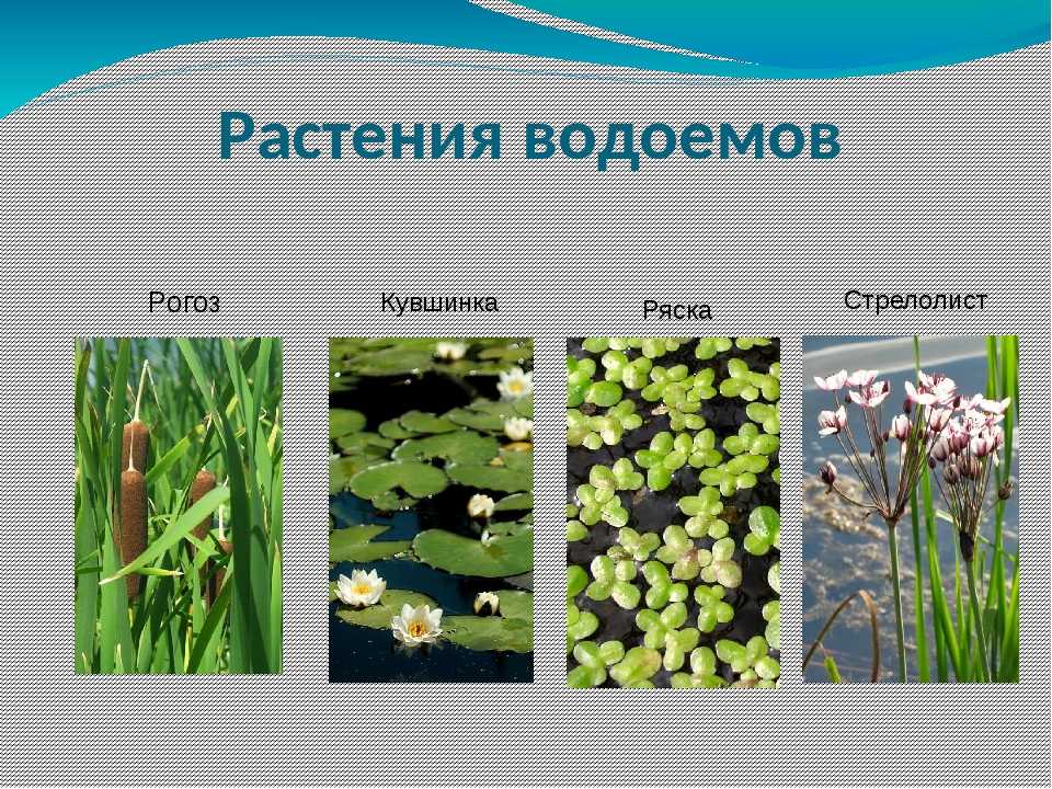 Растения для водоемов: названия и описание самых распространенных с фото
