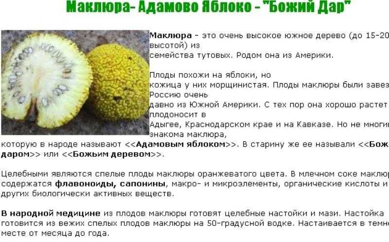 Маклюра, или адамово яблоко: свойства и применение | полезно (огород.ru)