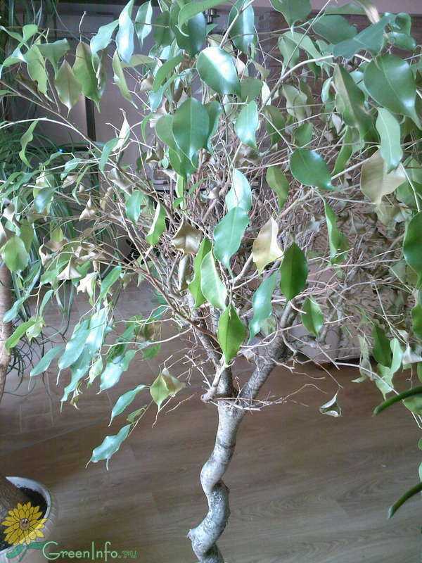 Осыпаются листья фикуса бенджамина, что делать. причины и методы лечения, если фикус сбрасывает листья